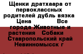 Щенки дратхаара от первоклассных  родителей(дубль вязка) › Цена ­ 22 000 - Все города Животные и растения » Собаки   . Ставропольский край,Невинномысск г.
